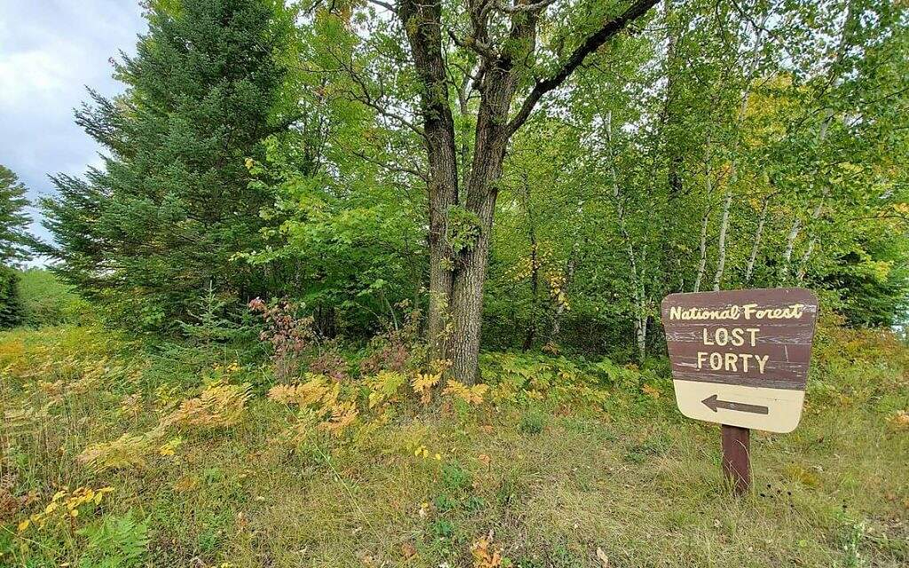 Chippewa National Forest’s “Lost Forty”