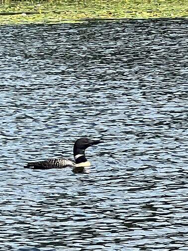 loons are a sure sign of spring near Grand Rapids, MN